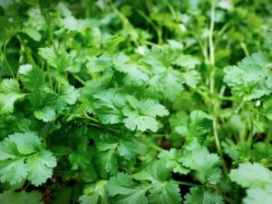 Coriander leaves health benefits