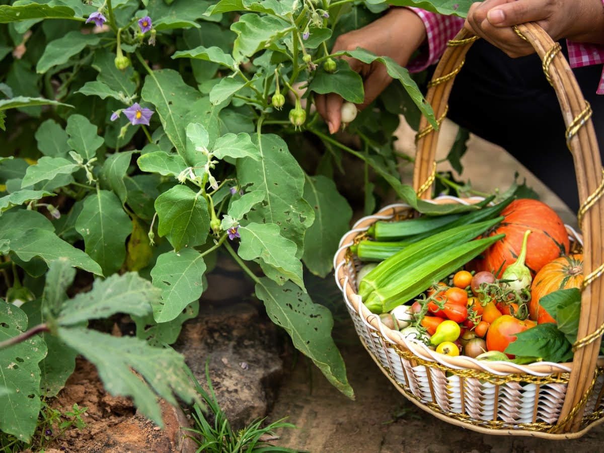 organic farming