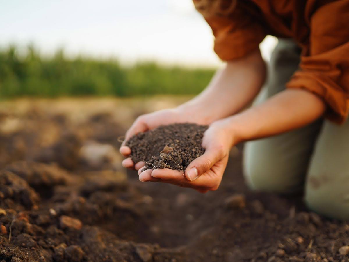 How To Make Homemade Fertilizer