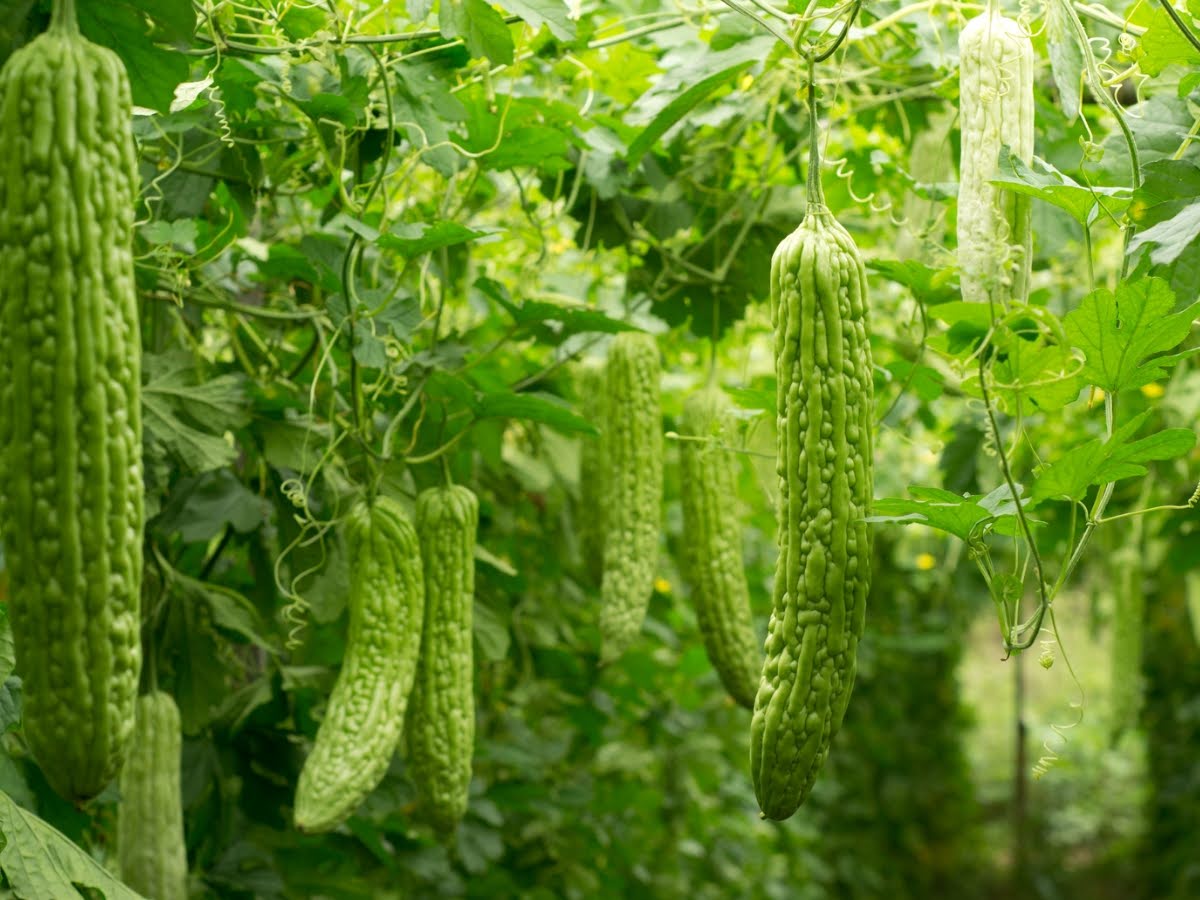 How to reduce bitterness of bitter gourd while cooking